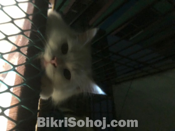 Traditional, Persian Mail cat